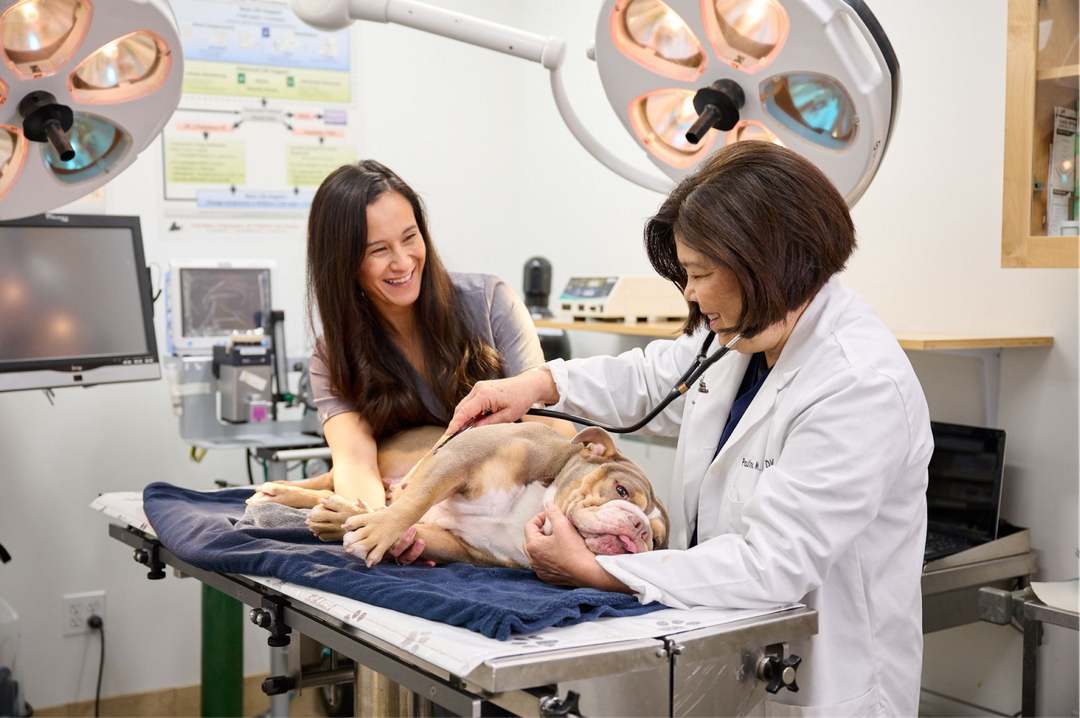 to Kaka'ako Pet Hospital Honolulu, HI Veterinarian